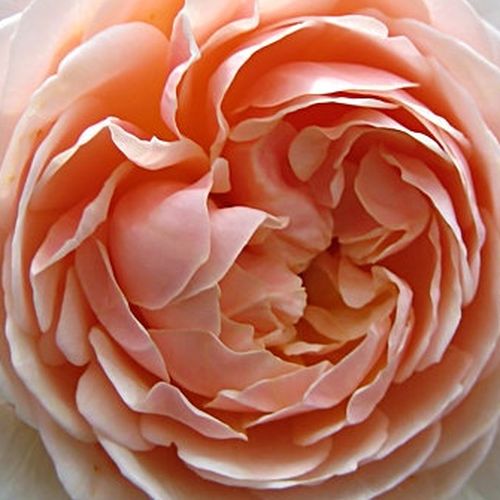 Růže eshop - Rosa  Ausleap - intenzivní - Stromkové růže s květy anglických růží - žlutá - David Austin - stromková růže s keřovitým tvarem koruny - -